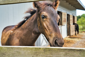 3 ting, der gør det nemmere at være hest i din stald